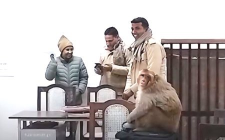 ज्ञानवापी केस: सुनवाई के दौरान कोर्ट में बंदर टेबल पर बैठा रहा, लोगों ने कहा, बजरंग बली खुद आये हैं