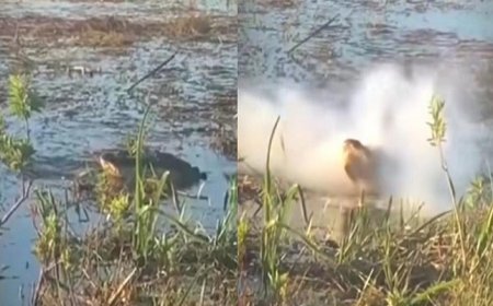 Viral News: उड़ते ड्रोन पर मगरमच्छ ने अचानक से किया हमला, फिर हुआ ब्लास्ट, देखें वीडियो।