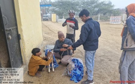 Hardoi News: नये बछड़ों को ठण्ड से बचाने का यह नायाब तरीका, लोगों के बीच बना चर्चा का विषय। 