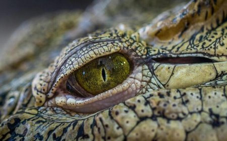 Ajab Gajab News: मगरमच्छ का कटा सर लेकर दिल्ली एअरपोर्ट पहुंचा शख्स, हकीकत जान अधिकारियों के होश उड़े। 