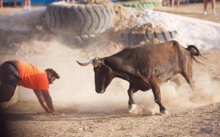 Rajasthan News: सीकर में दिखा सांड का क़हर, शख्स के सीने में घोंप दिया सींग, टूटी तीन पसलियां।