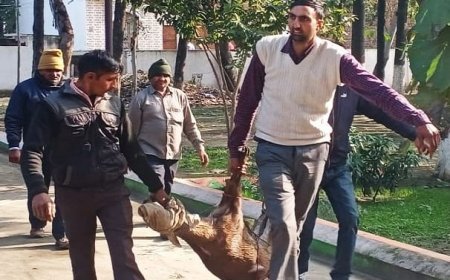 Deoband News: कुत्तों के हमले में पहाड़ा घायल, इंटर कॉलेज में घुसकर बचाई जान, सूचना पर पहुंची वन विभाग की टीम ने पकड़ा।