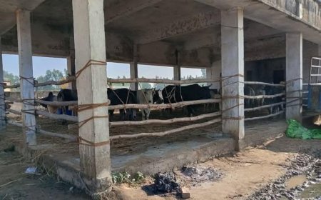 Shahjahanpur News: गांव सिकंदरपुर अफगानान में 25 गोवंश को सरकारी भवन में किया बंद। 