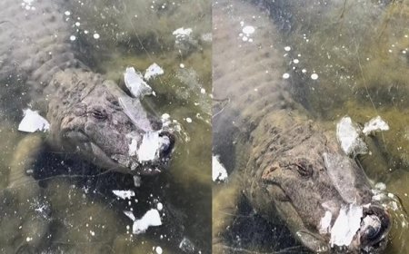 Viral News: Oh My God- कड़ाके की ठंड से झील में जम गया मगरमच्छ....