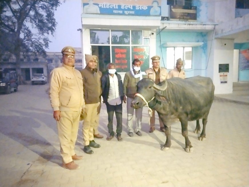 हरदोई: चोरी गयी भैंस को पुलिस ने बरामद किया, पीड़ित ने की प्रशंसा, 2 गिरफ्तार