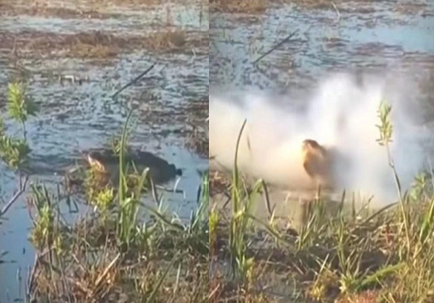 Viral News: उड़ते ड्रोन पर मगरमच्छ ने अचानक से किया हमला, फिर हुआ ब्लास्ट, देखें वीडियो।