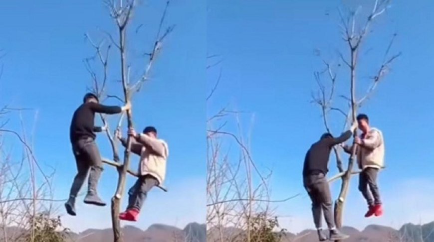 Viral News: दो लड़कों ने पेड़ पर किया कुछ ऐसा, वीडियो देख माथा पकड़ लेंगे आप।