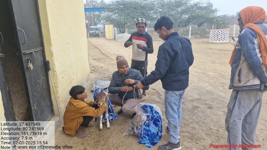 Hardoi News: नये बछड़ों को ठण्ड से बचाने का यह नायाब तरीका, लोगों के बीच बना चर्चा का विषय। 