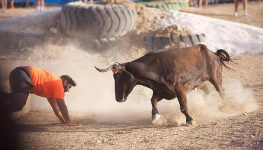 Rajasthan News: सीकर में दिखा सांड का क़हर, शख्स के सीने में घोंप दिया सींग, टूटी तीन पसलियां।