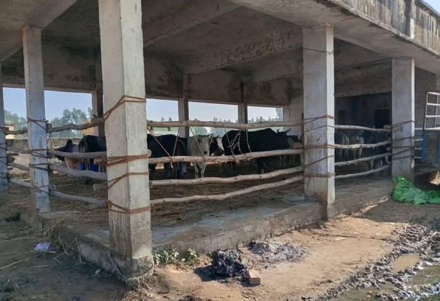 Shahjahanpur News: गांव सिकंदरपुर अफगानान में 25 गोवंश को सरकारी भवन में किया बंद। 