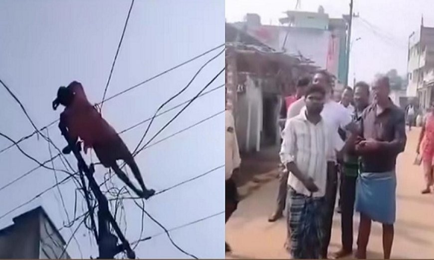 Viral News: आराम फरमाने के लिए बिजली के तार पर लेट गया शख्स, वीडियो वायरल होने पर लोगों ने लिए मजे। 