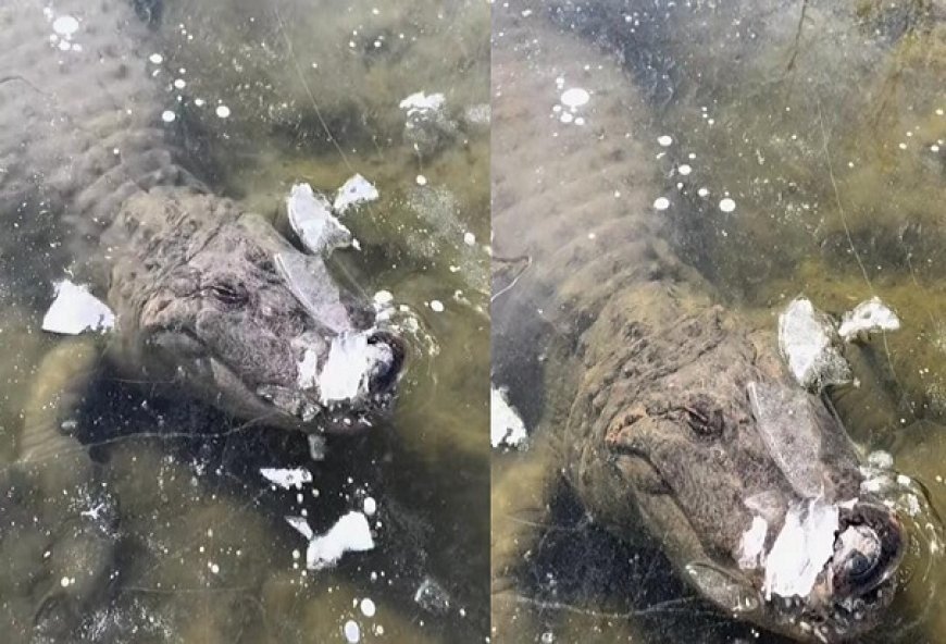 Viral News: Oh My God- कड़ाके की ठंड से झील में जम गया मगरमच्छ....