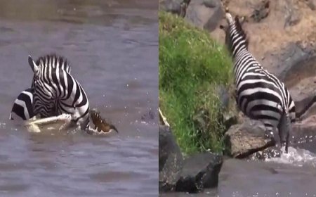 Viral News: जेब्रा  (Zebra)  ने मौत को दी मात, मगरमच्छ (Crocodiles) के चुंगुल से ऐसे बचाई जान...