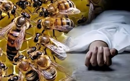 Hardoi News: पिहानी में मधुमक्खियां के हमले से बुजुर्ग की मौत, एक गंभीर घायल 