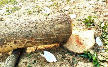 Hardoi News: बेनीगंज में अनगिनत पेड़ों का 'अवैध कत्ल', SDM ने क्लास लगाई, अब होगी कार्यवाही