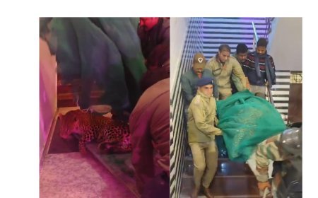 Hardoi News: तेंदुए के हमले से दहशत का माहौल, 5 घंटे बाद टीम ने रेस्क्यू किया