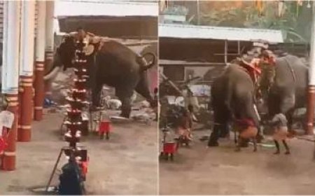 मंदिर में आतिशबाजी के दौरान भड़के हाथी मची भगदड़, तीन की मौत।