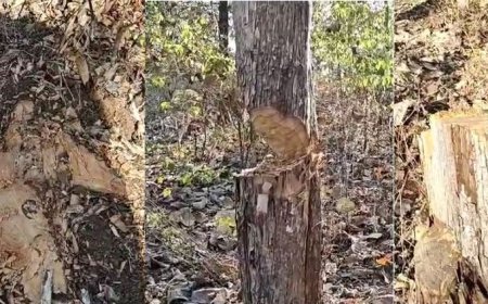 Baitul News: आधा सैकड़ा से अधिक सागौन के पेड़ों का सफाया, पश्चिम वन मंडल के वनों में  वन माफियाओं का आतंक