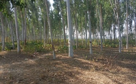 Sitapur News: प्राचीन चित्र कूट आश्रम की सैकड़ों बीघा भूमि भू माफियाओं के कब्जे में। 