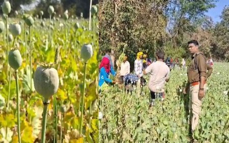 Madhya Pradesh News: अवैध अफीम की खेती का बड़ा खुलासा, एक एकड़ में अवैध अफीम की मिली खेती, खेत मालिक हिरासत में। 