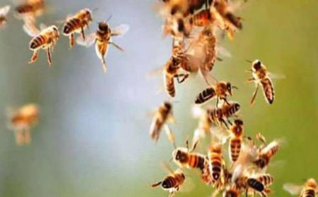 Hardoi News: दो लोगों पर मधुमक्खियों ने किया हमला, गंभीर रूप से हुए जख्मी