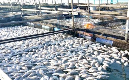 Hardoi News: महिलाएं पुरुषों से कई कदम आगे समूह बनाकर दे रहीं अपनों को आर्थिक मजबूती