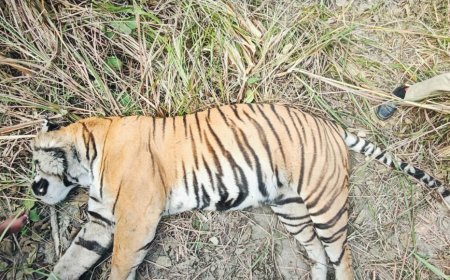 Lakhimpur- Kheri News: बाघिन ने महिला पर किया हमला तो ग्रामीणों ने खेत में घेरकर मार डाला, इलाके में दहशत व्याप्त