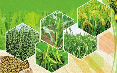 Hardoi News: फसलों मे भूमि जनित व बीज जनित कीट से करे बचाव। 