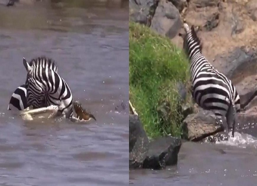 Viral News: जेब्रा  (Zebra)  ने मौत को दी मात, मगरमच्छ (Crocodiles) के चुंगुल से ऐसे बचाई जान...
