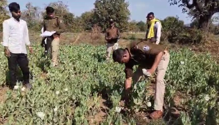 Madhya Pradesh News: नशे की गिरफ्त में बैतूल फिर पकड़ी अफीम की खेती- धसेड़ में एक एकड़ में हो रही थी अफीम की खेती, आरोपी गिरफ्तार। 
