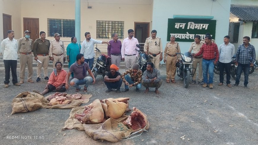 Madhya Pradesh News: वन विभाग की दो बड़ी कार्यवाही- जंगली सुअर के शिकारियों के गिरोह का पर्दाफाश, 243 किलो जंगली सुअर के मांस के साथ 6 आरोपी गिरफ्तार। 