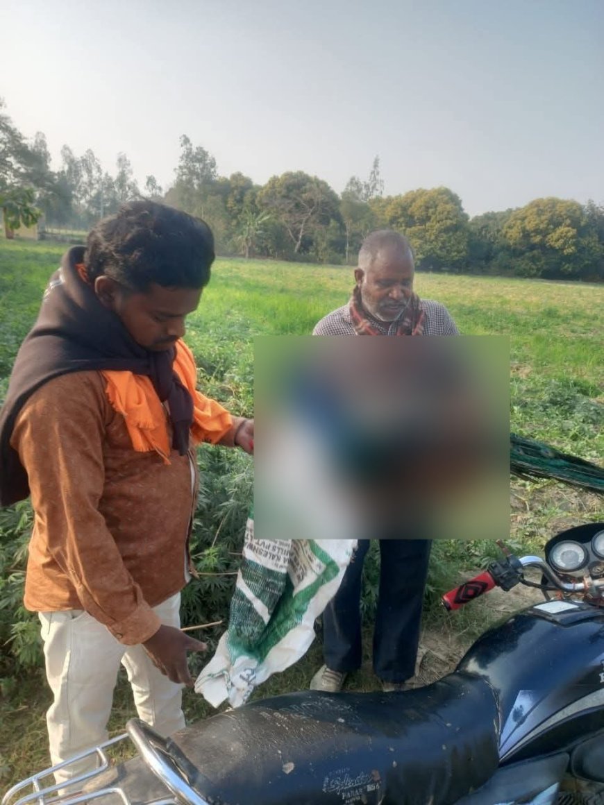 Hardoi News: मृत अवस्था में मिला राष्ट्रीय पक्षी मोर, मोर को गंभीर चोट आने से मौत की आशंका