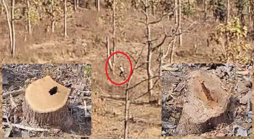 Madhya Pradesh News: कॉर्पोरेशन के जंगल मे माफिया का राज बेख़ौफ़ चल रहे आरा और कुल्हाड़ी, कुल्हाड़ी चलाते कैमरे में कैद हुए माफिया। 