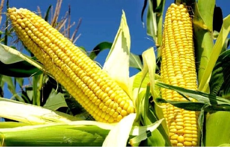 Lucknow News: यूं ही नहीं मक्का फसलों की रानी और किसान उसका राजा, ड्रायर और पॉपकॉर्न मशीन पर अनुदान दे रही सरकार। 