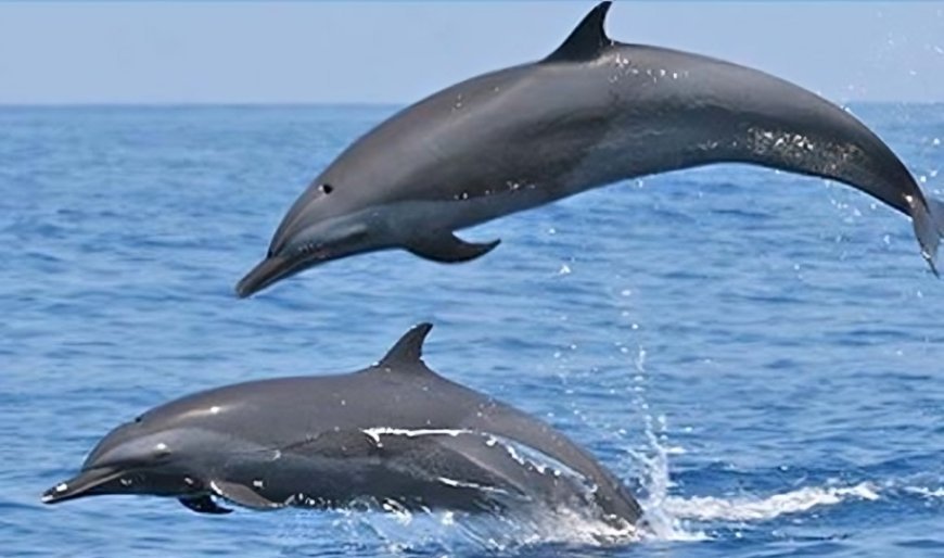Lucknow News: यूपी में बढ़ रहा डॉल्फिन का कुनबा, पाई गईं सर्वाधिक डॉल्फिन, देश की नदियों में 6327 डॉल्फिन, अकेले उत्तर प्रदेश में 2397