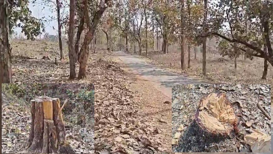 Madhya Pradesh News: निगम के जंगल मे माफिया का राज बेख़ौफ़ चल रहे आरे और कुल्हाड़ी, प्लांटेशनो में हो गया सैकड़ों पेड़ो का सफाया, नही खुल रही विभाग की कुम्भकरणी नींद। 