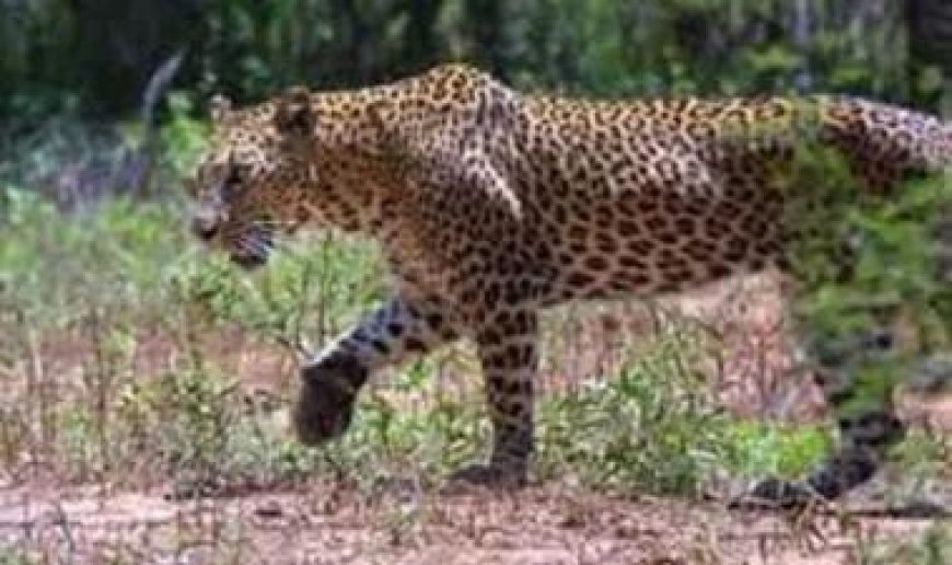 Maharashtra News: मां की गोद से बच्चे को लेकर भागा तेंदुआ, इलाके में फैली दहशत। 