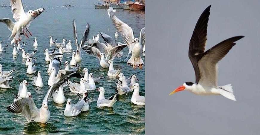 Prayagraj News: महाकुम्भ में प्रदूषण मुक्त जल की रिपोर्ट पर पक्षी वैज्ञानिकों ने भी लगाई मुहर। 