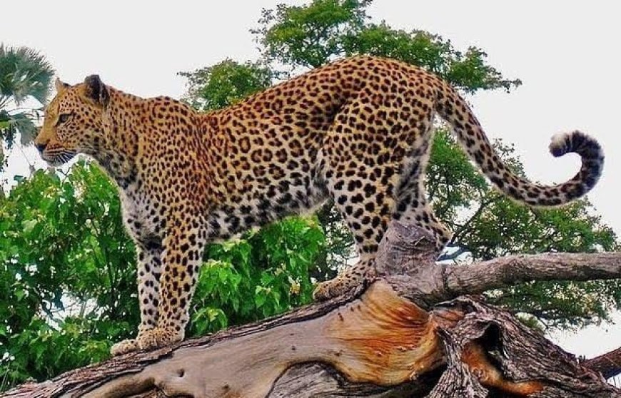 Ajab Gajab News: तेंदुए ने गांव में जमकर मचाया आतंक, ग्रामीणों ने आग लगाकर उतारा मौत के घाट, अब कोर्ट ने सुनाई सजा। 