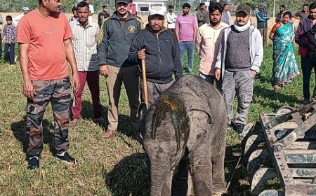 Uttarakhand News: हथनी का छोटा बच्चा जंगलात भटककर बन्नाखेड़ा सानी पहुंचा, वन विभाग की टीम ने हथनी के बच्चे को रेस्क्यू कर पकड़ा। 