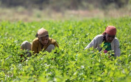 Lucknow News: किसानों को 30 जून तक मिलेगा घर बैठे फसल बेचने का मौका