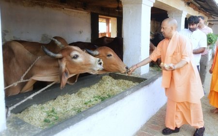 यूपी में गोपालन की नई क्रांति! 200 गायों से ₹2 करोड़ तक कमाई, तकनीक और बाजार से बदलेगी तस्वीर