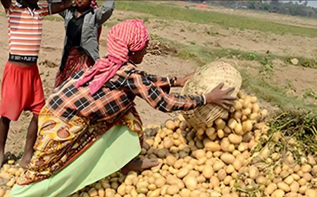 Lucknow News: प्रदेश के निजी शीतगृहों में आलू अथवा अन्य कृषि उत्पाद के भण्डारण की कोई समस्या नहीं, किसानों के हितों के लिए उठाए जा रहे अनेक कदम 