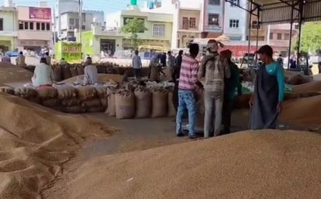 Palwal News: पलवल जिले की मंडियों में की गई किसान के अनाज की सरकारी खरीद।  