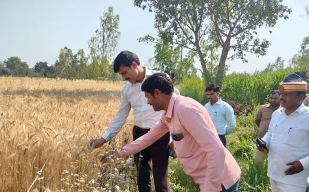 Hardoi News: जिलाधिकारी ने देखा क्रॉप कटिंग का कार्य- 10 मीटर समबाहु त्रिभुज में 19 किलो 300 ग्राम गेहूं की उपज निकली। 