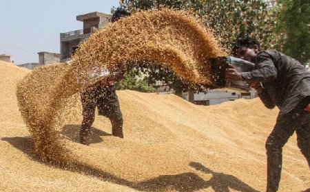 Lucknow News: पहली बार अप्रैल के पहले सप्ताह में एक लाख मीट्रिक टन से अधिक हुई गेहूं खरीद।