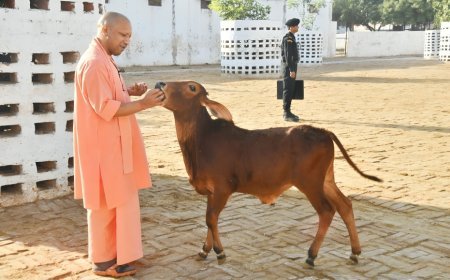 Lucknow News: UP में 16 लाख से अधिक बेसहारा गोवंश की सेवा कर रही योगी (Yogi) सरकार, बीते 8 साल में की गई 7 हजार से ज्यादा गो-आश्रय स्थलों की स्थापना