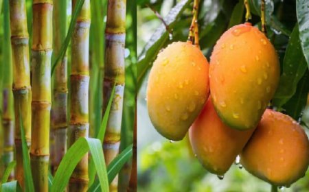 Hardoi News: जिला कृषि रक्षा अधिकारी ने आम और गन्ने में लगने वाले कीटों से बचाव के उपाय बताए