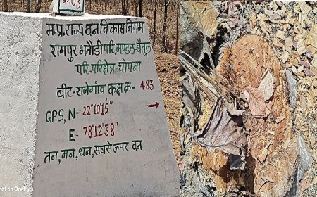 MP News: चोपना में अतिक्रमण और अवैध कटाई के मामले में अब तक नही हो पाई जांच, खबरें प्रसारित होने के बाद भी की जा रही लीपापोती। 