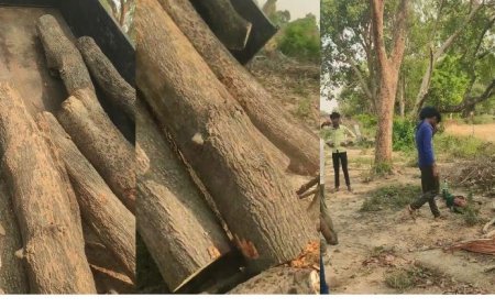 Hardoi News: जिले में हरे पेड़ों को काट रहे अवैध कटान के सौदागर, DFO बेखबर, वीडियो वायरल, कोर्ट में विवादित है जमीन